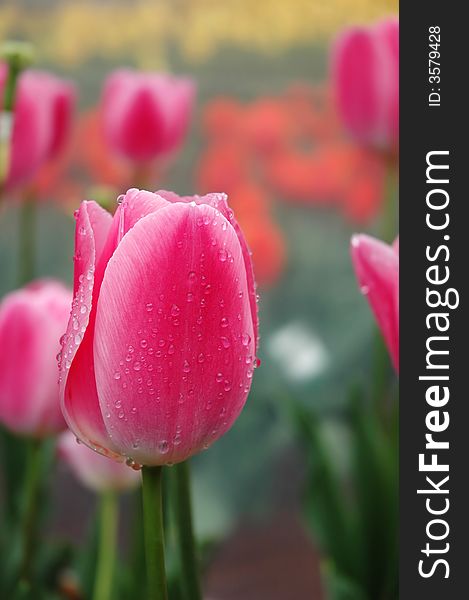 Focus on Single Bulb of Tulip in Spring. Focus on Single Bulb of Tulip in Spring