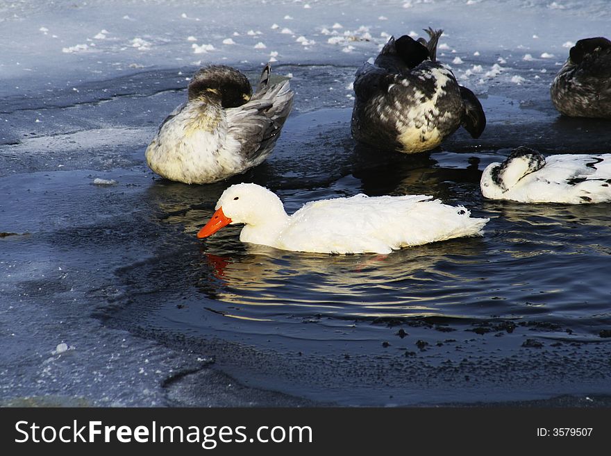 Ducks on icy water