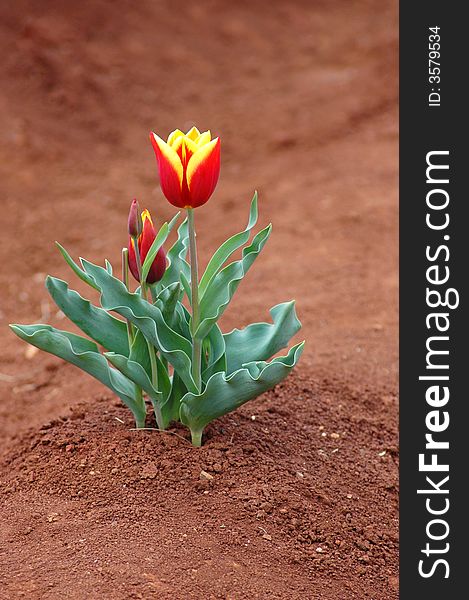 Closeup on Single Bulb of Tulip in Spring. Closeup on Single Bulb of Tulip in Spring