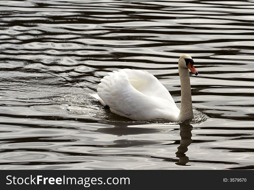 Swan swimming on the river with dramatic ripple reflections on the water. Swan swimming on the river with dramatic ripple reflections on the water.