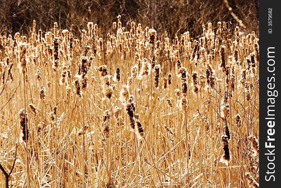 Bulrush field viewed in autumn with yellow tone. Bulrush field viewed in autumn with yellow tone
