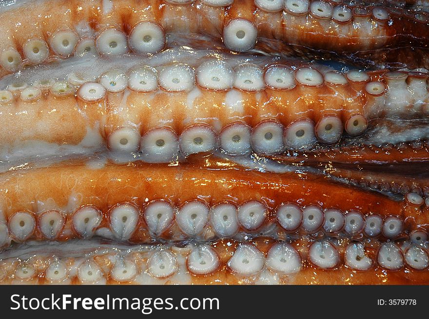 Closeup of the tentacles of a Octopus. Closeup of the tentacles of a Octopus