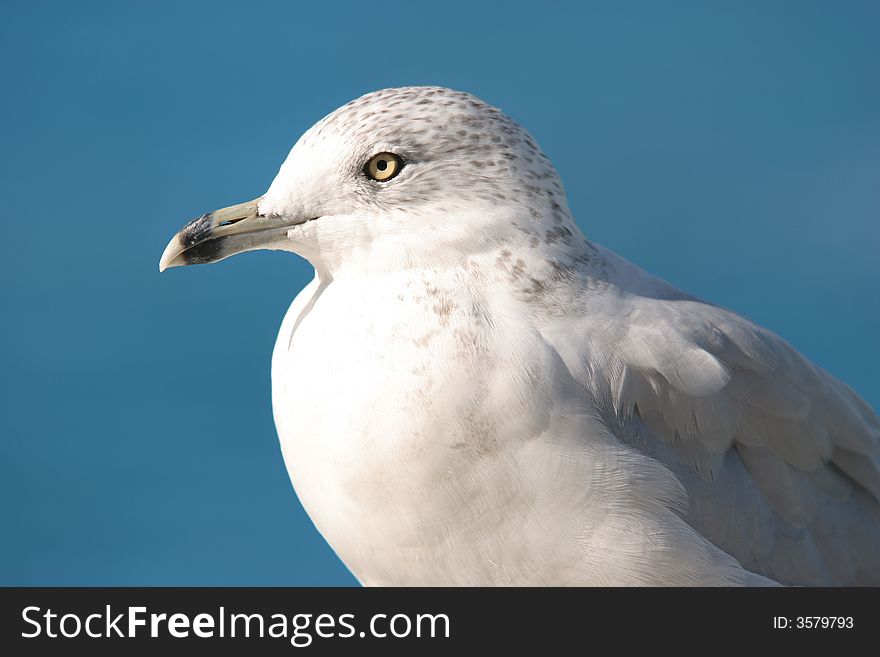 Close up shot of a seagull in Windsor, Ontario