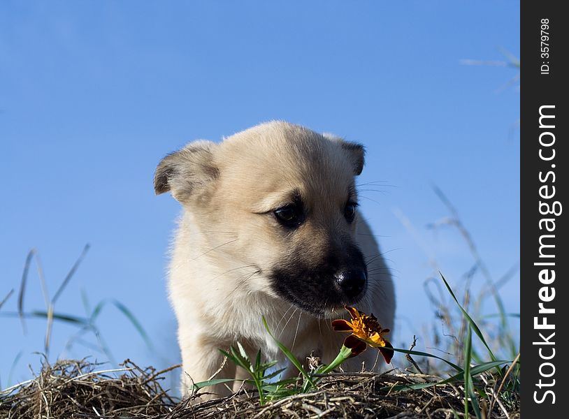 Puppy dog smelling flower on blue sky background. Puppy dog smelling flower on blue sky background