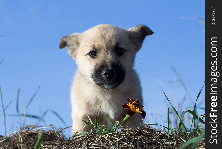 Puppy dog smelling flower on blue sky background. Puppy dog smelling flower on blue sky background