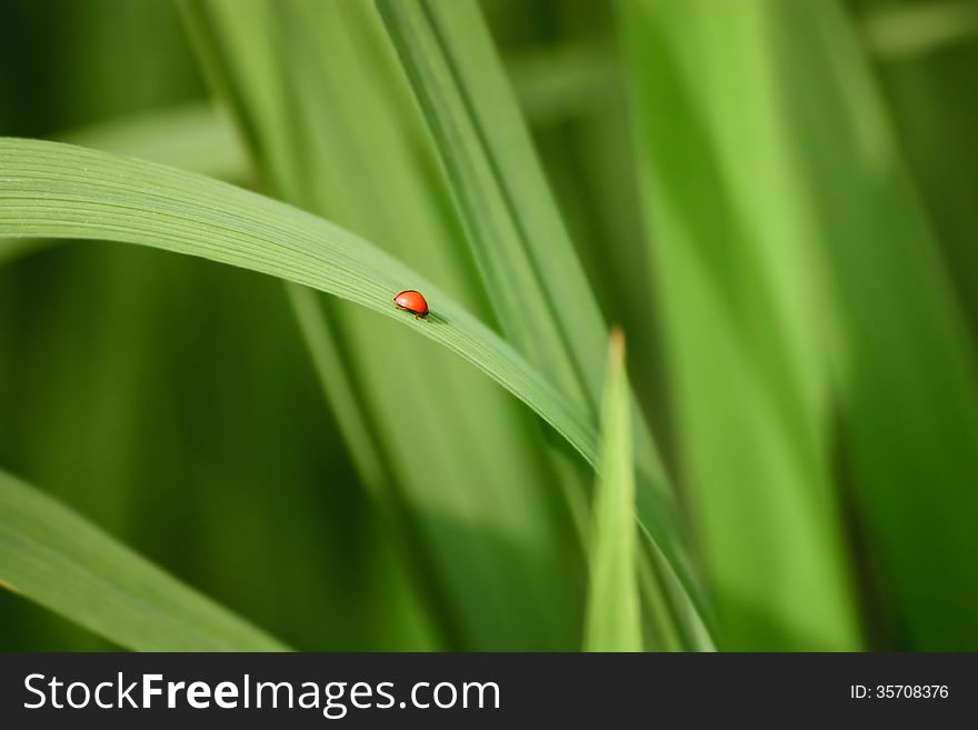 A red bug on a blade of grass in a rice field