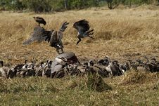 A Venue Of Old World Vultures Royalty Free Stock Photos A Venue Of Old World Vultures Royalty Free Stock Photos