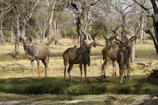 Bachelor Herd Of Kudu Royalty Free Stock Photography Bachelor Herd Of Kudu Royalty Free Stock Photography