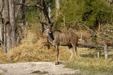 Greater Kudu Bull Stock Photography