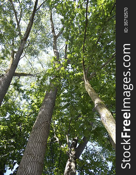 Tall trees ground view looking up