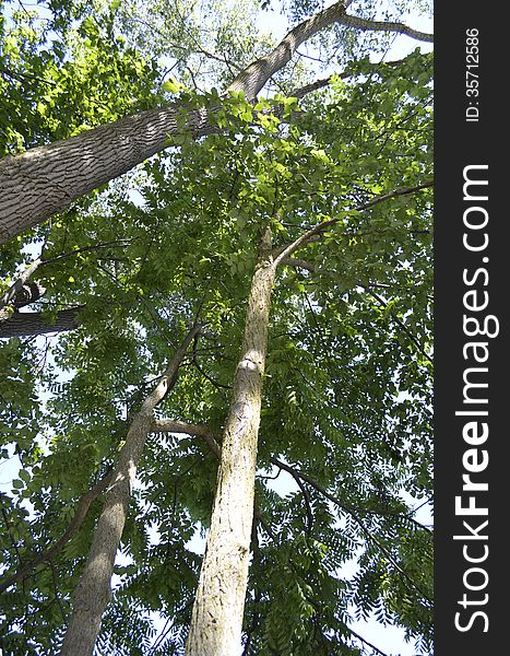 Tall trees ground view looking up