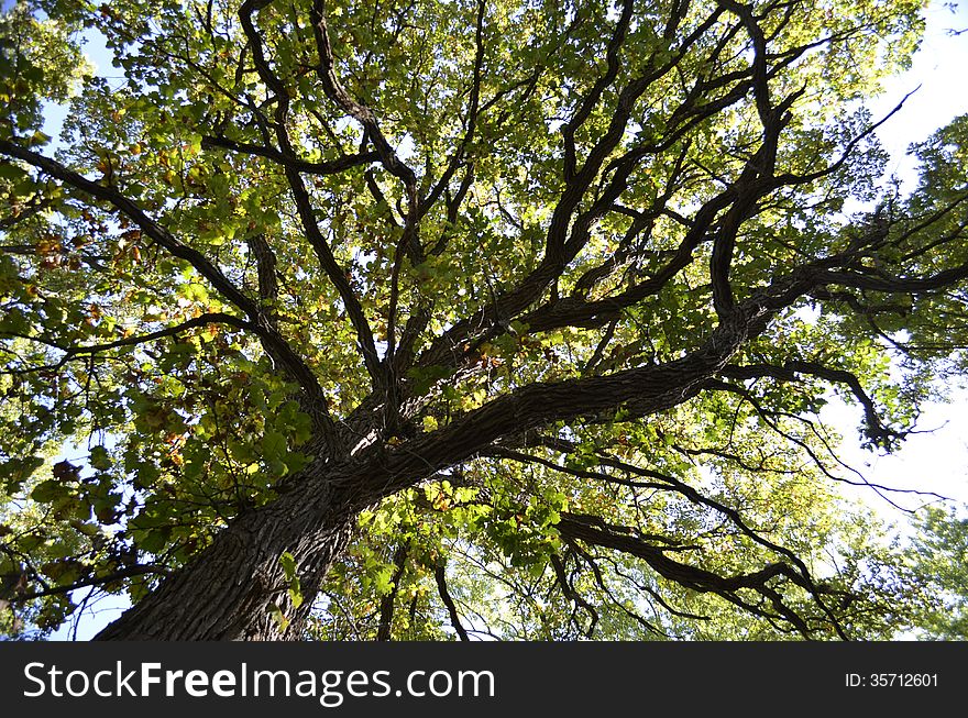 Tall trees ground view looking up