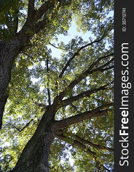 Tall trees ground view looking up