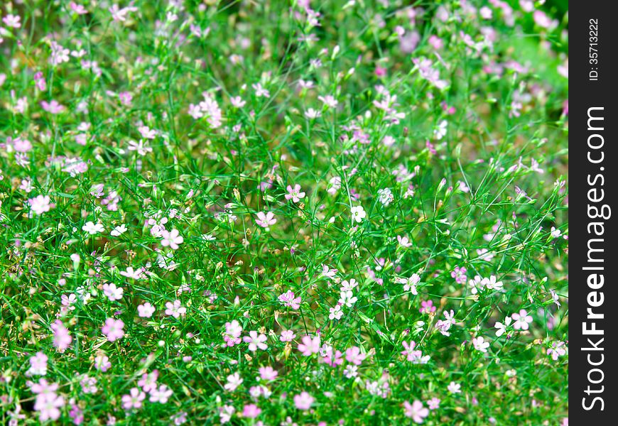 Close up of Babyâ€™s Breath Flower Background