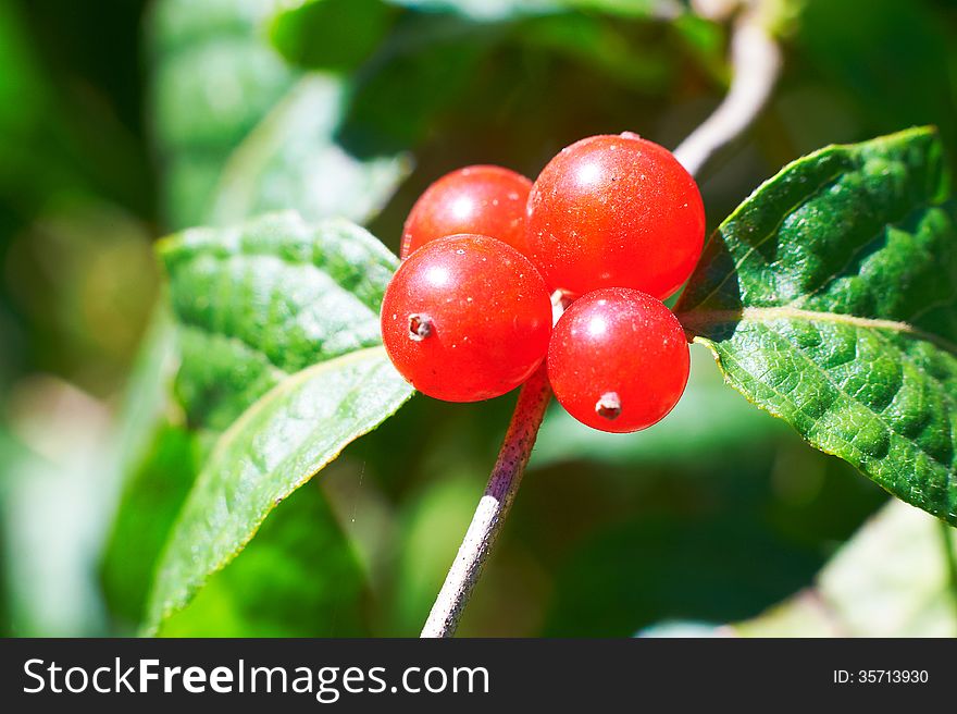 The Red Fruit _ Autumnal Scenery