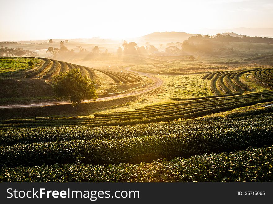 A row tea plantation in morning sunrise