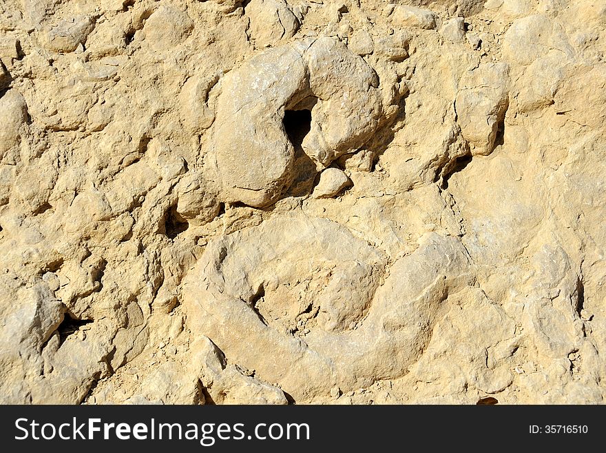 Ancient ammonites found in rocks of Negev desert. Ancient ammonites found in rocks of Negev desert.