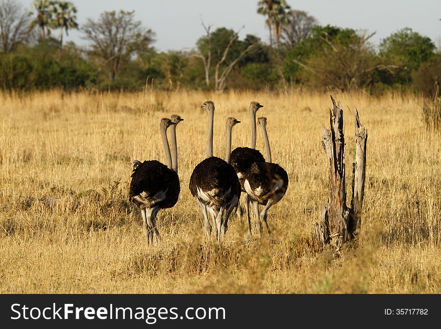 Ostrich Stag Herd