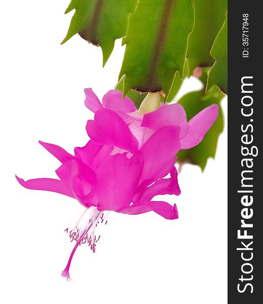 Closeup on a beautiful flower of a thanksgiving cactus