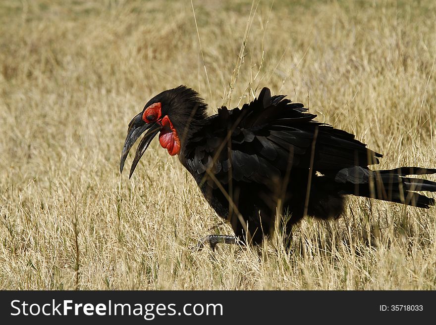This larger Ground Hornbill is the slowest breeding [triennially] & longest lived of all birds. This larger Ground Hornbill is the slowest breeding [triennially] & longest lived of all birds.