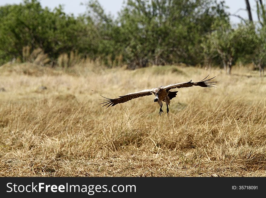 White-Backed Vulture in Flight