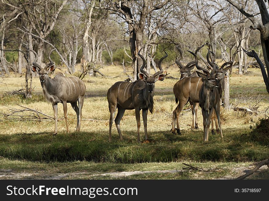 Male Greater Kudu have large manes running along their throats & large horns with two & a half twists. Male Greater Kudu have large manes running along their throats & large horns with two & a half twists