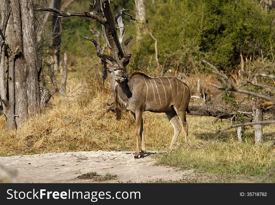 Greater Kudu Bull