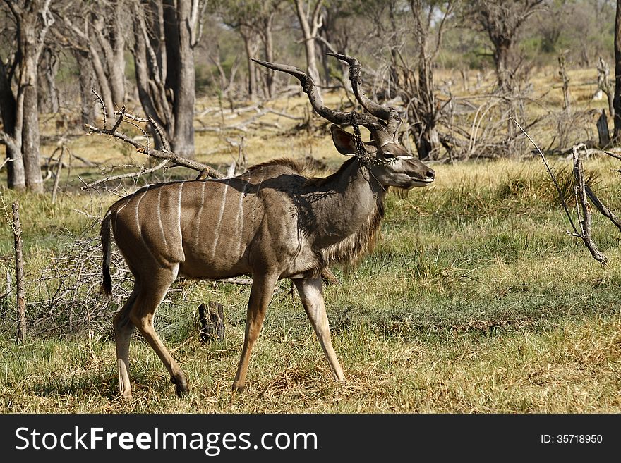The male Greater Kudu tend to be much larger than the females & vocalize more. The male Greater Kudu tend to be much larger than the females & vocalize more