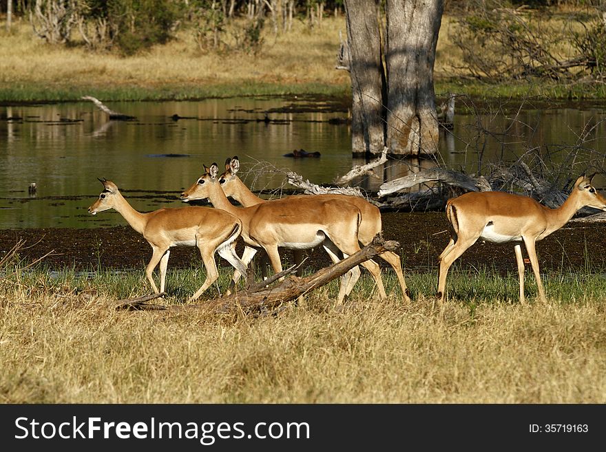 Okovango Delta, Botswana. Impala are the most numerous antelope to be seen here. Okovango Delta, Botswana. Impala are the most numerous antelope to be seen here.
