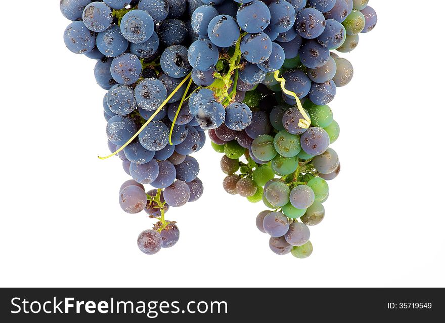 Two Bunches of Red Wine Grape with Water Drops closeup on white background. Two Bunches of Red Wine Grape with Water Drops closeup on white background