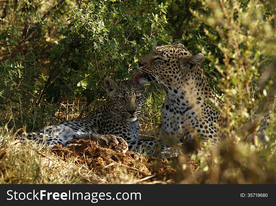 Two African leopards, mother & cub having a clean up. This is normal after they have killed & eaten. Two African leopards, mother & cub having a clean up. This is normal after they have killed & eaten