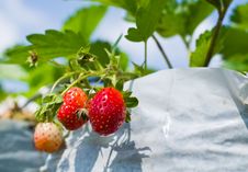 Strawberry Farm Royalty Free Stock Photography Strawberry Farm Royalty Free Stock Photography