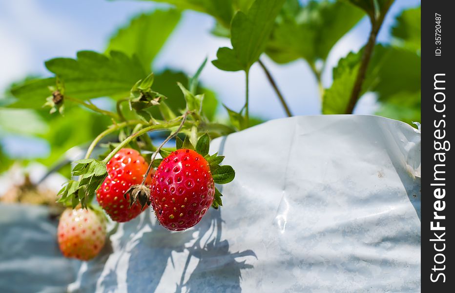 The organic strawberry farm in Thailand