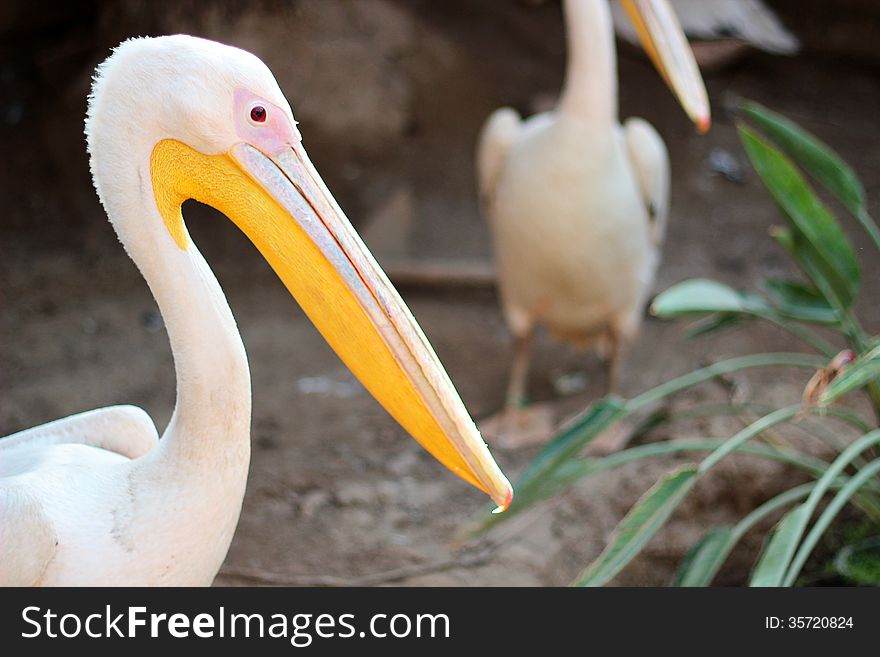 Photo of a beautiful Happy Swan. Photo of a beautiful Happy Swan