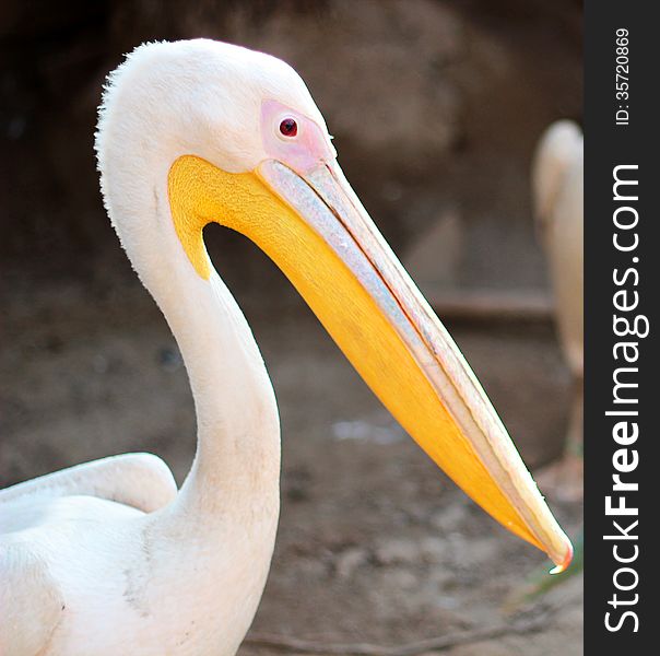 Photo of a beautiful Happy Swan. Photo of a beautiful Happy Swan