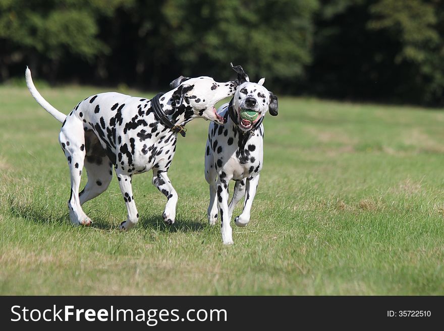 Two Dalmatians playing in the park with tennis ball.