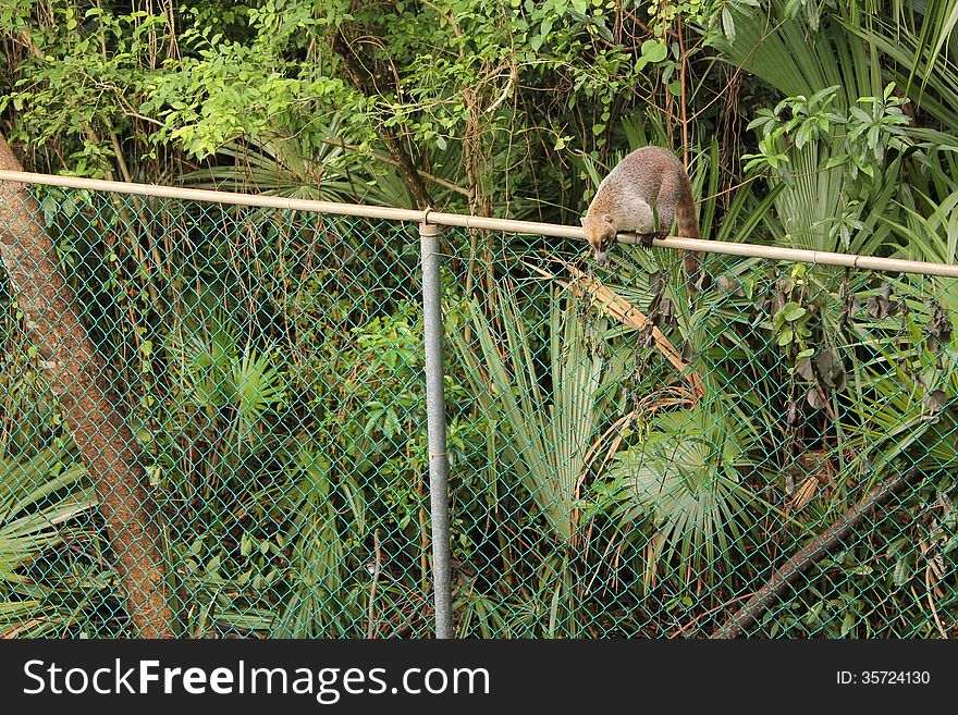 Coati On A Fence