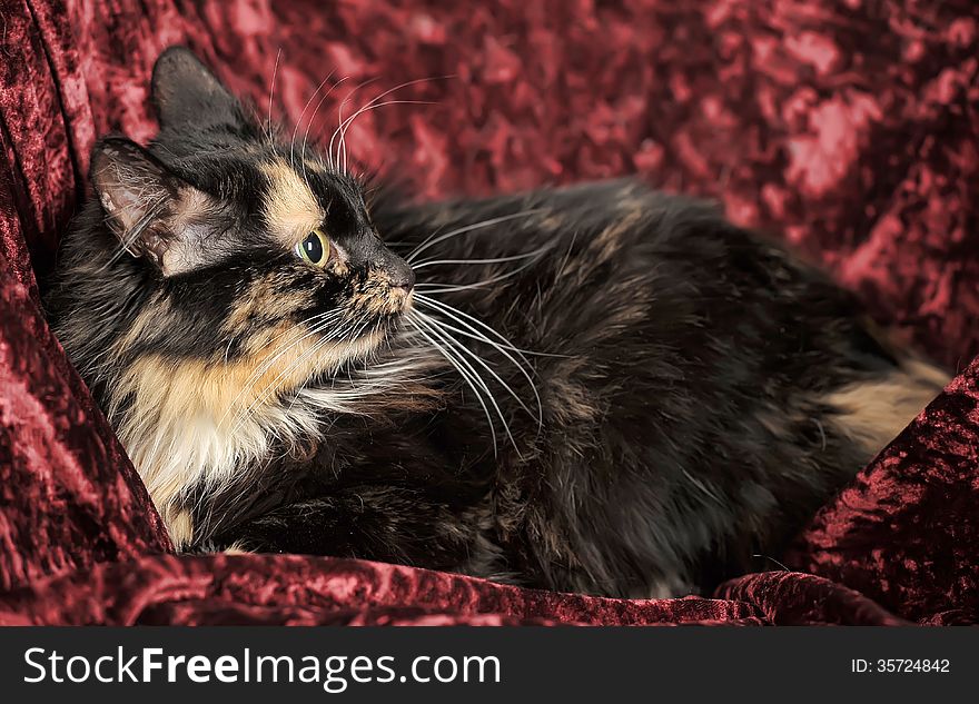 Fluffy tortoiseshell cat