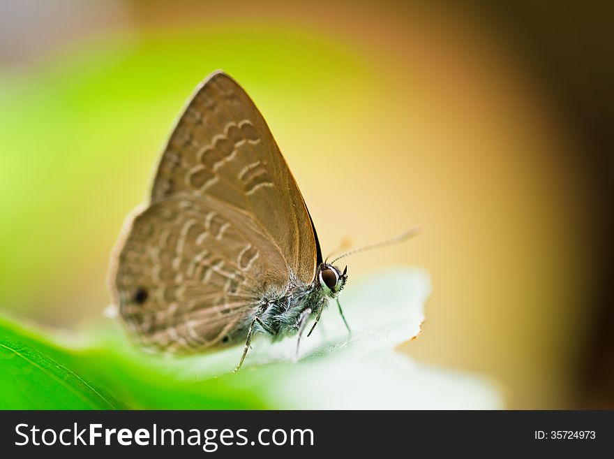 Butterfly on green leaf