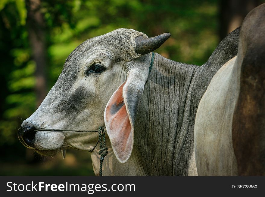 Portrait of a cow in thailand