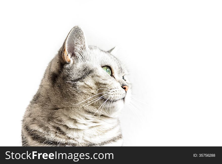 Portrait of a British Shorthair cat on a white background