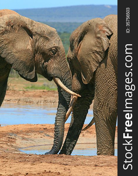 Two adult elephants nuzzle and greet each other affectionately at a waterhole in Addo Elephant National Park in South Africa. Two adult elephants nuzzle and greet each other affectionately at a waterhole in Addo Elephant National Park in South Africa.