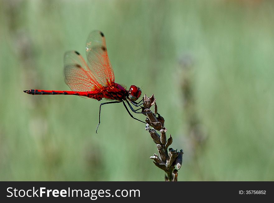 A red dragonfly perches on a dead lavender bloom against a green background. A red dragonfly perches on a dead lavender bloom against a green background