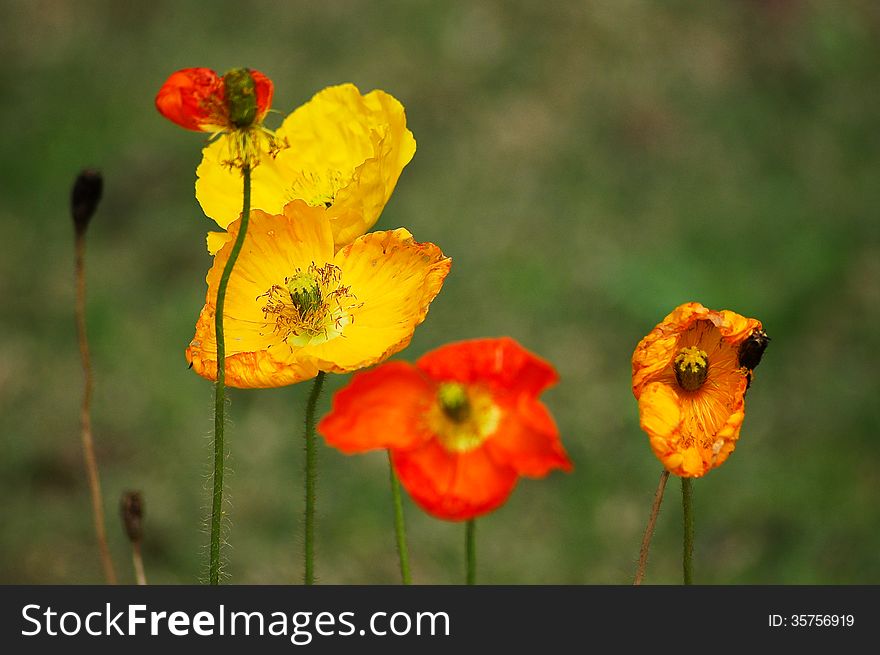 Close up of red and yellow poppies of the plant family Papaveroideae taken against a green background. Close up of red and yellow poppies of the plant family Papaveroideae taken against a green background.