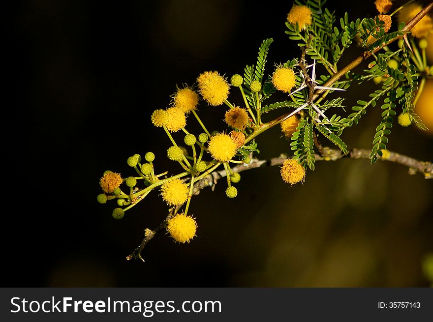 A branch of Acacia karoo with long white thorns and yellow pom pom flowers. A branch of Acacia karoo with long white thorns and yellow pom pom flowers