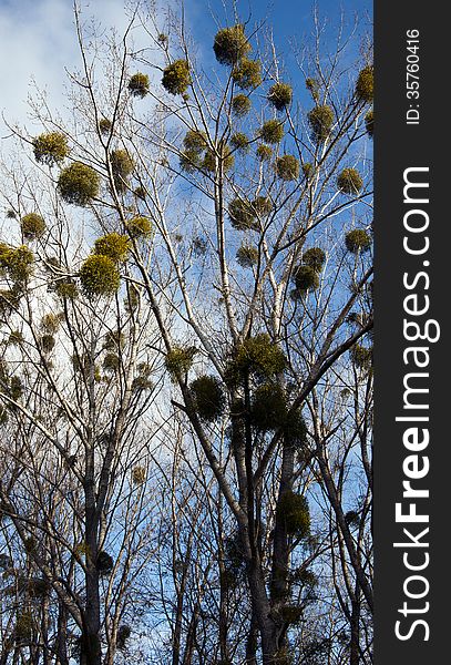 Green mistletoe growing in a treetop.