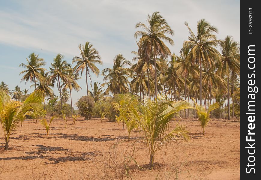 Palm Trees In Mazatlan