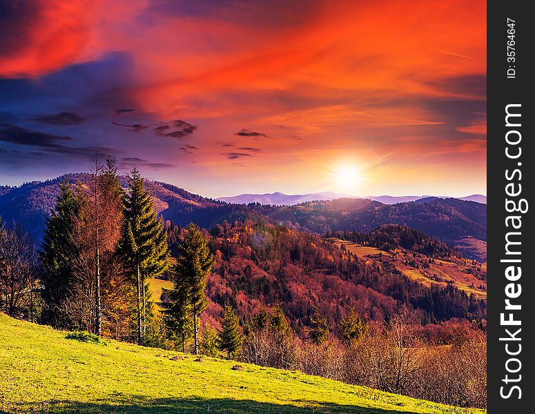 Coniferous forest on a steep mountain slope in evening. Coniferous forest on a steep mountain slope in evening