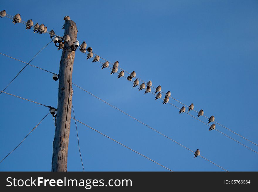 Pack of sitting birds against the blue sky. Pack of sitting birds against the blue sky