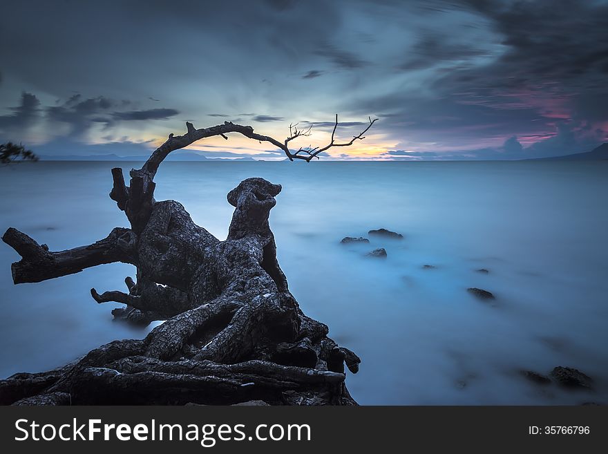 A dead tree located at Kep beach, Kampot